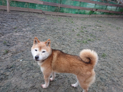 f:id:roukenhome-ann:20190215200231j:plain