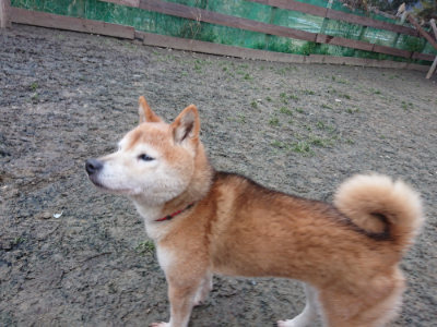 f:id:roukenhome-ann:20190215200652j:plain