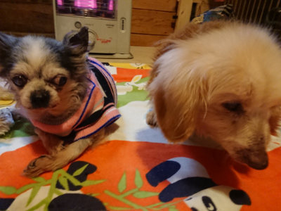 f:id:roukenhome-ann:20190215200657j:plain
