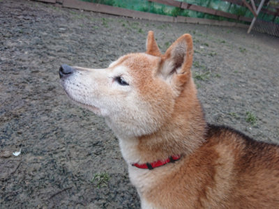 f:id:roukenhome-ann:20190215200724j:plain
