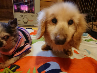 f:id:roukenhome-ann:20190215200730j:plain