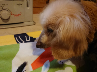 f:id:roukenhome-ann:20190215200801j:plain
