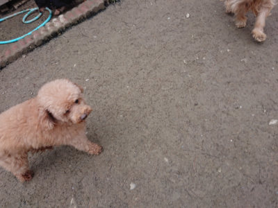 f:id:roukenhome-ann:20190215202045j:plain