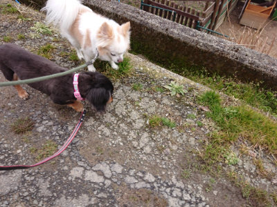 f:id:roukenhome-ann:20190215202107j:plain