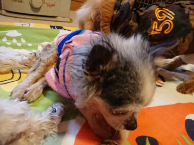 f:id:roukenhome-ann:20190215203255j:plain
