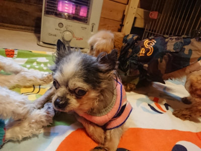 f:id:roukenhome-ann:20190215203326j:plain