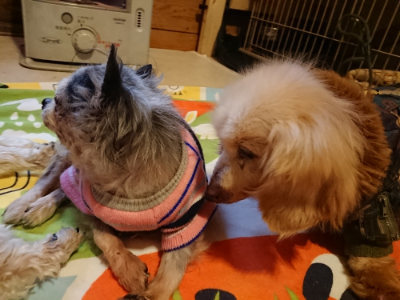 f:id:roukenhome-ann:20190215203349j:plain