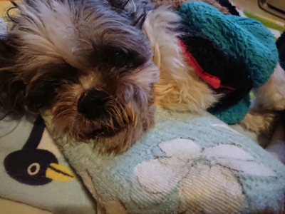 f:id:roukenhome-ann:20190215203414j:plain