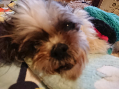 f:id:roukenhome-ann:20190215203433j:plain