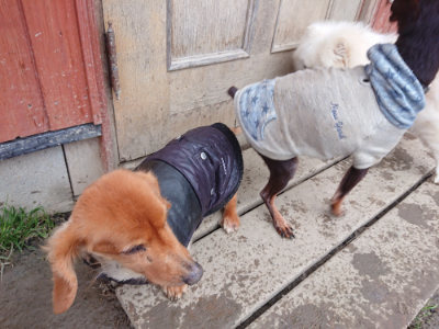 f:id:roukenhome-ann:20190217053637j:plain