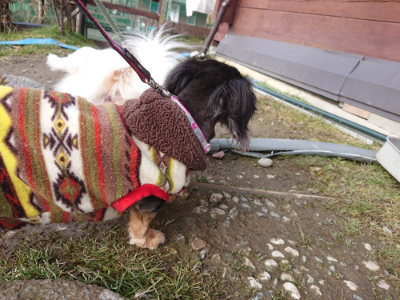 f:id:roukenhome-ann:20190219075527j:plain