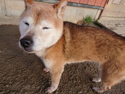 f:id:roukenhome-ann:20190219075625j:plain