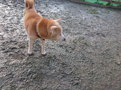 f:id:roukenhome-ann:20190219081922j:plain