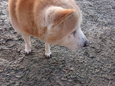 f:id:roukenhome-ann:20190219081928j:plain