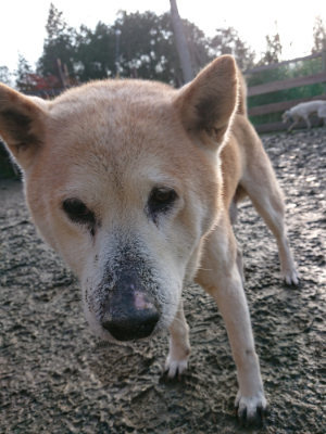 f:id:roukenhome-ann:20190219081933j:plain