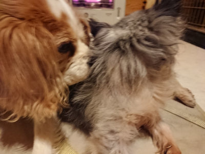f:id:roukenhome-ann:20190219081955j:plain