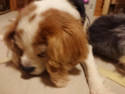 f:id:roukenhome-ann:20190219082000j:plain