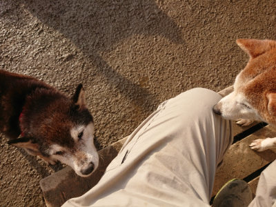 f:id:roukenhome-ann:20190219082005j:plain