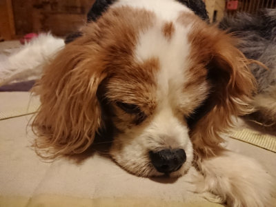 f:id:roukenhome-ann:20190219082038j:plain