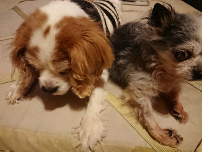 f:id:roukenhome-ann:20190219082110j:plain