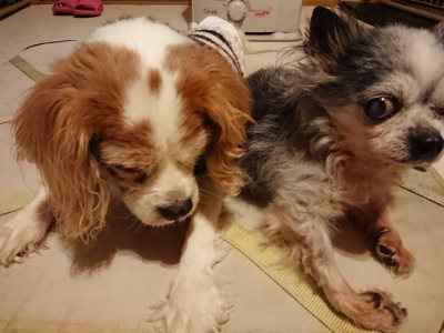 f:id:roukenhome-ann:20190219082139j:plain