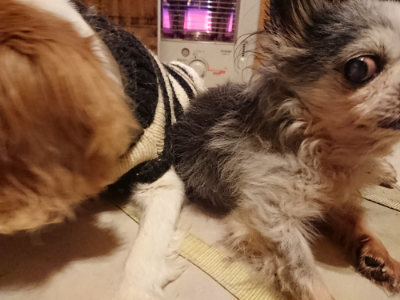 f:id:roukenhome-ann:20190219082144j:plain