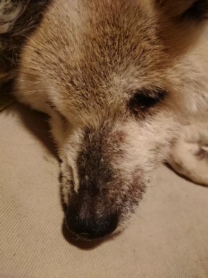 f:id:roukenhome-ann:20190219082457j:plain