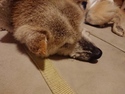 f:id:roukenhome-ann:20190219082516j:plain