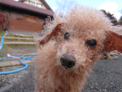 f:id:roukenhome-ann:20190219083037j:plain