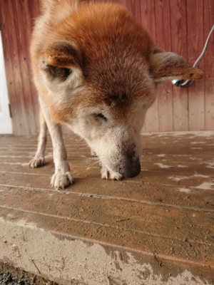 f:id:roukenhome-ann:20190219083152j:plain