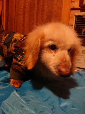 f:id:roukenhome-ann:20190222074912j:plain