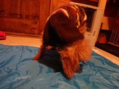 f:id:roukenhome-ann:20190222074933j:plain
