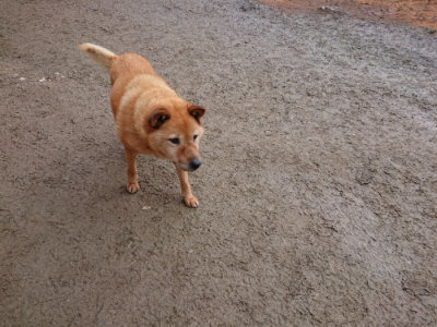 f:id:roukenhome-ann:20190222074938j:plain
