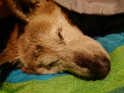 f:id:roukenhome-ann:20190222075056j:plain