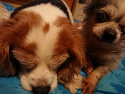 f:id:roukenhome-ann:20190222075350j:plain