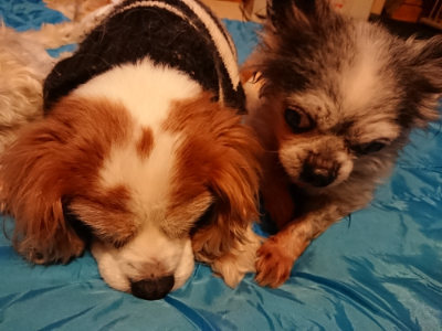 f:id:roukenhome-ann:20190222075355j:plain