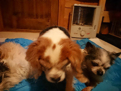 f:id:roukenhome-ann:20190222075431j:plain