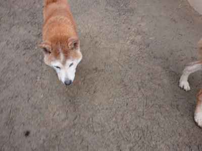 f:id:roukenhome-ann:20190222075635j:plain