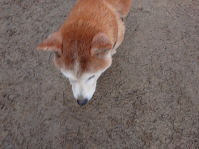 f:id:roukenhome-ann:20190222075640j:plain