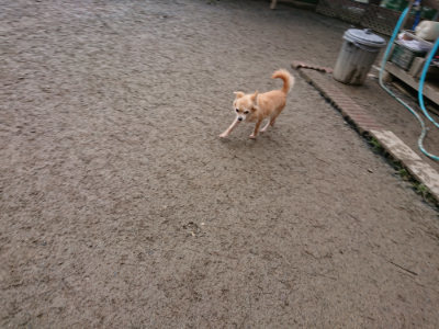 f:id:roukenhome-ann:20190222085054j:plain