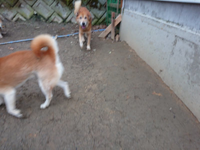 f:id:roukenhome-ann:20190222085405j:plain