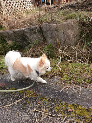 f:id:roukenhome-ann:20190223071914j:plain