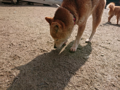 f:id:roukenhome-ann:20190223074356j:plain