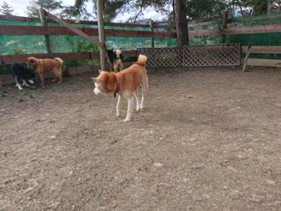 f:id:roukenhome-ann:20190224052411j:plain