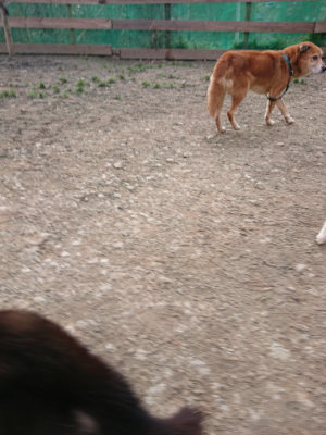 f:id:roukenhome-ann:20190224053312j:plain
