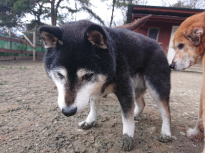 f:id:roukenhome-ann:20190224053336j:plain