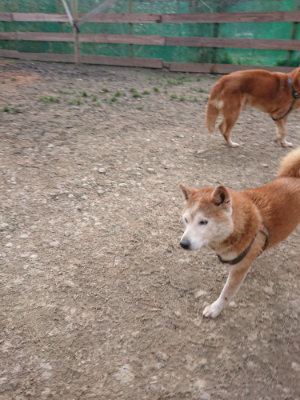 f:id:roukenhome-ann:20190224053518j:plain