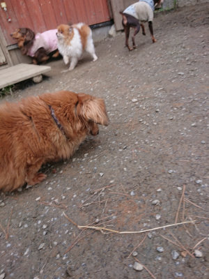 f:id:roukenhome-ann:20190224053753j:plain