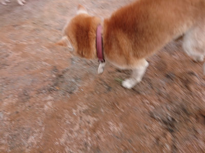 f:id:roukenhome-ann:20190224070854j:plain