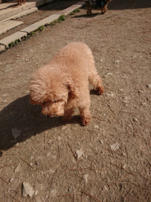 f:id:roukenhome-ann:20190225125626j:plain